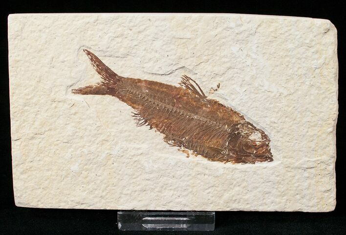 Bargain Knightia Fossil Fish - Wyoming #15639